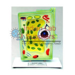 Plant Cell Model STEM Science Lab Demonstration Model
